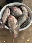 Fresh Tilapia - 4