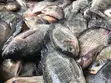 Fresh Tilapia - 5
