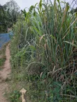 Legally Registered Land in Aburi Obosomase - 104ft² - 3