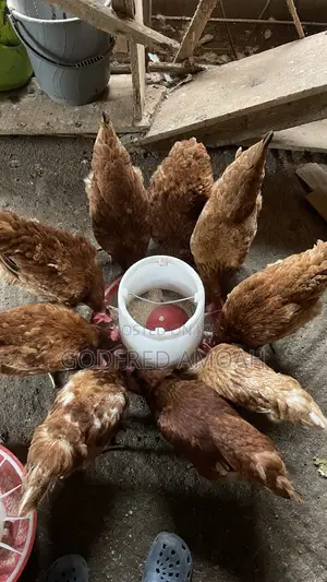 Healthy Mature Local Chickens for Sale