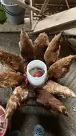 Healthy Mature Local Chickens for Sale - 2