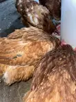 Healthy Mature Local Chickens for Sale - 3