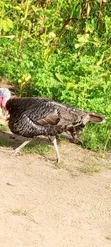 Male Turkey for Sale - 1
