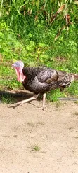 Male Turkey for Sale - 2