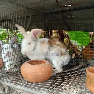 Ansong Farms Live Rabbits