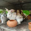 Ansong Farms Live Rabbits - 1