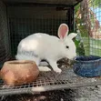 Ansong Farms Live Rabbits - 2