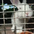 Ansong Farms Live Rabbits - 3