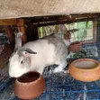 Ansong Farms Live Rabbits - 4
