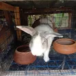 Ansong Farms Live Rabbits - 5