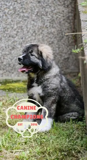 Female Caucasian Shepherd Puppy (1-3 Months)