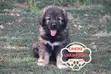 Female Caucasian Shepherd Puppy (1-3 Months) - 2