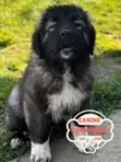 Female Caucasian Shepherd Puppy (1-3 Months) - 3