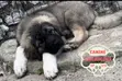 Female Caucasian Shepherd Puppy (1-3 Months) - 4