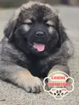 Female Caucasian Shepherd Puppy (1-3 Months) - 5
