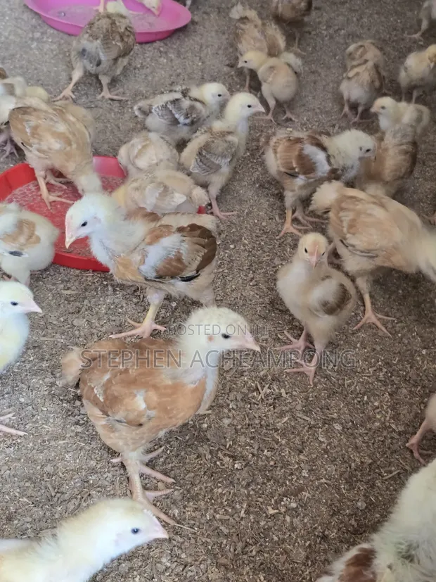 Sasso Chickens - 4 Weeks Old - 1