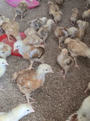 Sasso Chickens - 4 Weeks Old