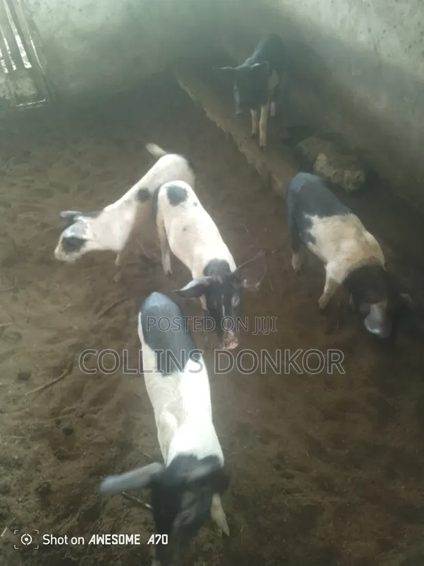 Pigs for Sale - 1