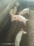 Pigs for Sale - 2