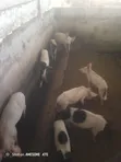 Pigs for Sale - 3