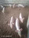 Pigs for Sale - 4
