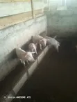 Pigs for Sale - 5