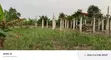 Commercial Land for Sale in Sasaabi - 2