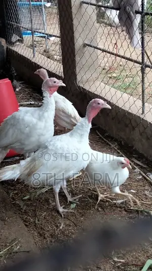 4 Month Old Foreign Turkeys (BBW)