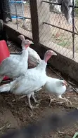 4 Month Old Foreign Turkeys (BBW) - 1