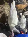 4 Month Old Foreign Turkeys (BBW) - 2