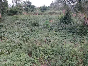 2 Plots of Land for Sale, East Akim Municipal