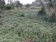 2 Plots of Land for Sale, East Akim Municipal - 1