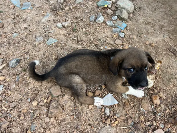 3-6 Month Female Mixed Breed Boerboel - 1