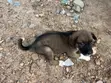 3-6 Month Female Mixed Breed Boerboel - 1