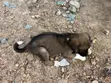 3-6 Month Female Mixed Breed Boerboel - 3