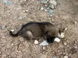 3-6 Month Female Mixed Breed Boerboel - 4