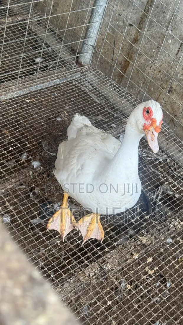 Ducks for Sale - 1
