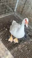 Ducks for Sale - 1