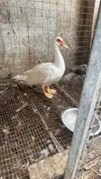 Ducks for Sale - 2