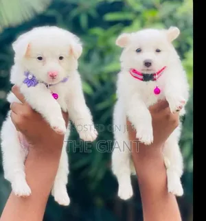 Female Purebred American Eskimo Puppy (0-1 Month)