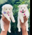 Female Purebred American Eskimo Puppy (0-1 Month) - 1
