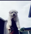 Female Purebred American Eskimo Puppy (0-1 Month) - 2