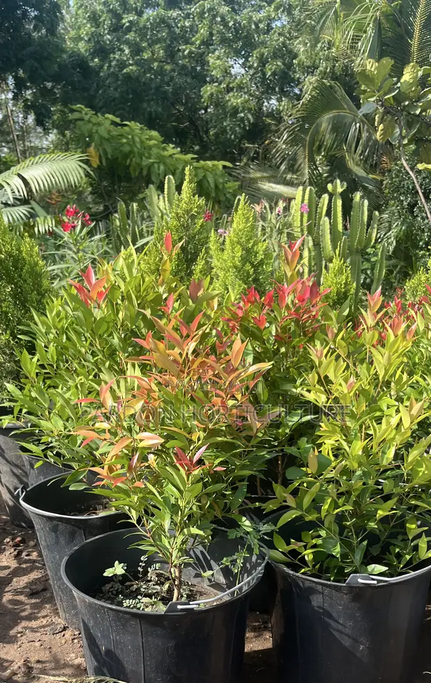 Eugenia Plant - Premium Evergreen for Gardens & Homes - 1