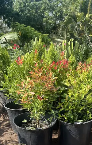 Eugenia Plant - Premium Evergreen for Gardens & Homes