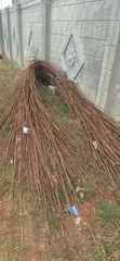 Iron Rods (Rebars) - Used & New - 1