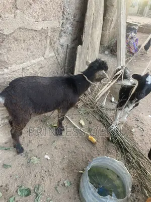 Healthy Male Goat