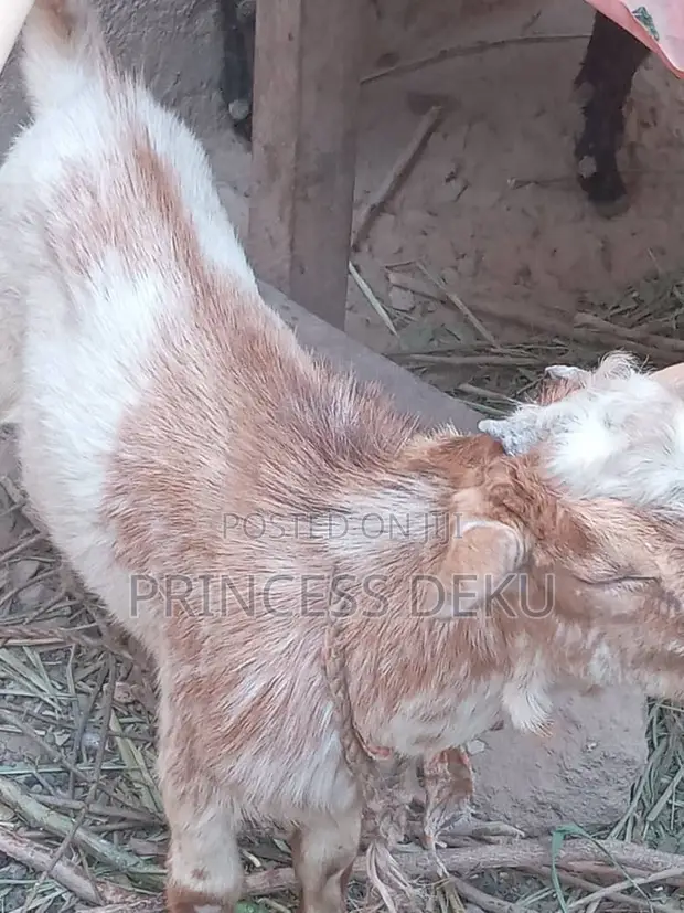 Healthy Male Goat - 1