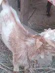 Healthy Male Goat - 1