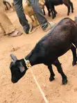 Healthy Male Goat - 2