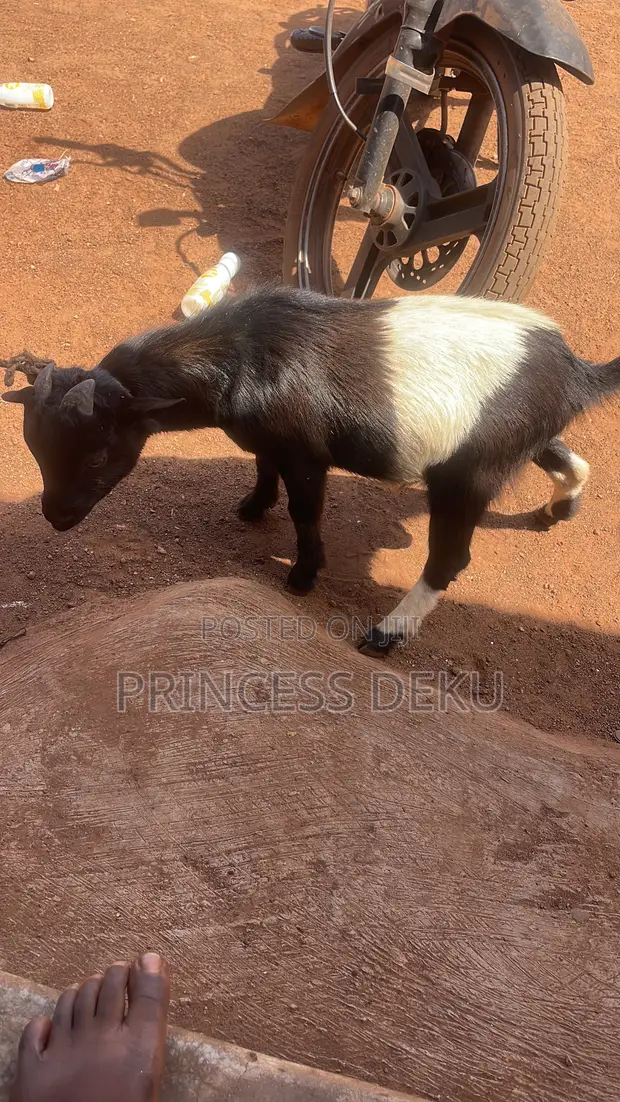 Healthy Female Goat - 1